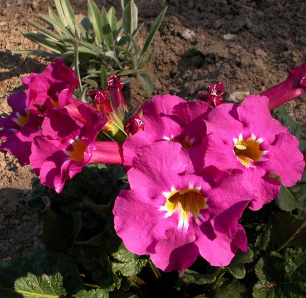 Incarvillea mairei Grandiflora - Gloxinia Anão Resistente, Dwarf Hardy Gloxinia - Imagem 3