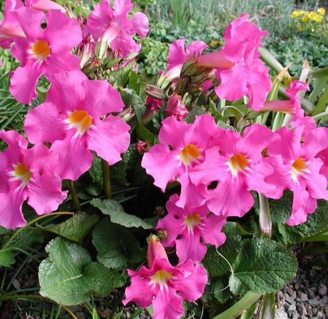 Incarvillea mairei Grandiflora - Gloxinia Anão Resistente, Dwarf Hardy Gloxinia - Imagem 4
