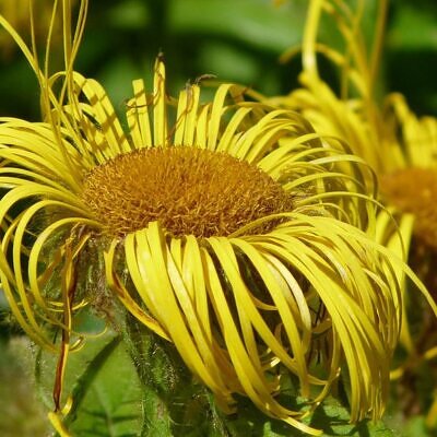 Inula magnifica 'Sonnenstrahl' - Inula gigante, Inula sonnenstrahl, Inula magnifica "Raio de Sol", Margarida giga