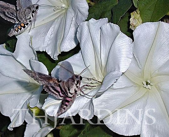 Ipomoea alba - Trepadeira Dama da noite, Ipomoea alba, Videira da lua - Imagem 2