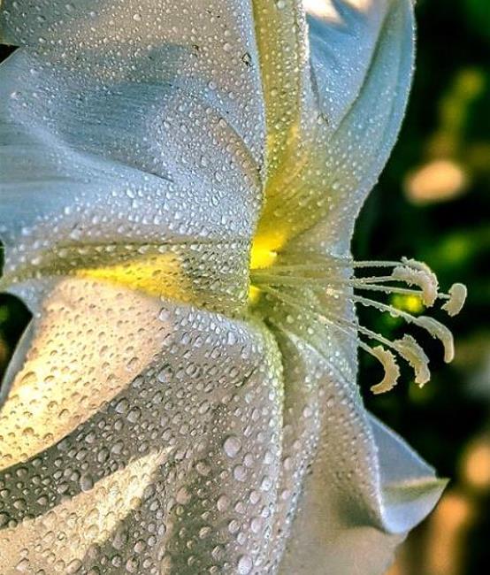 Ipomoea alba - Trepadeira Dama da noite, Ipomoea alba, Videira da lua - Imagem 3