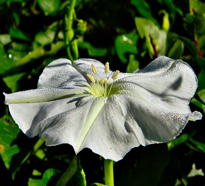 Ipomoea alba - Trepadeira Dama da noite, Ipomoea alba, Videira da lua - Imagem 4