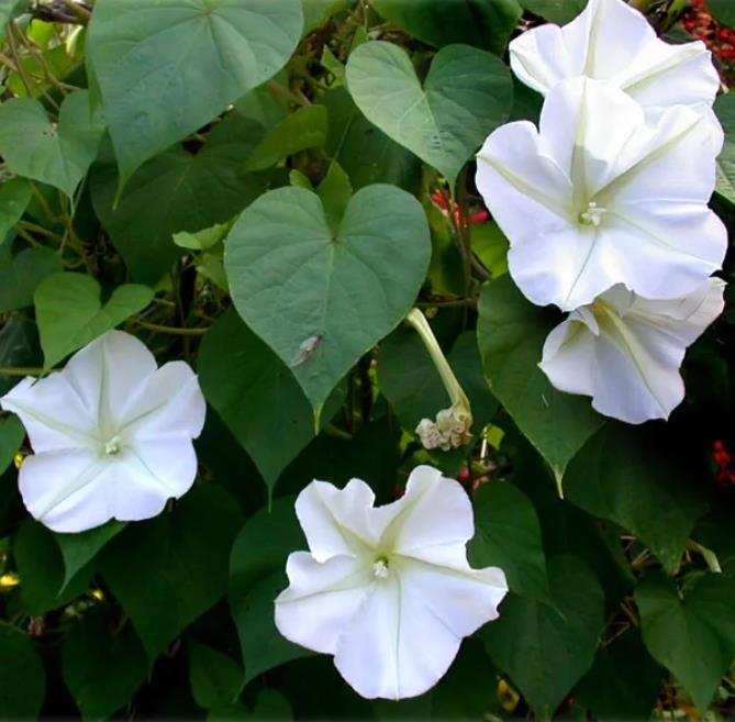 Ipomoea alba - Trepadeira Dama da noite, Ipomoea alba, Videira da lua - Imagem 5