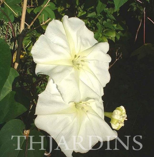 Ipomoea alba - Trepadeira Dama da noite, Ipomoea alba, Videira da lua - Imagem 6