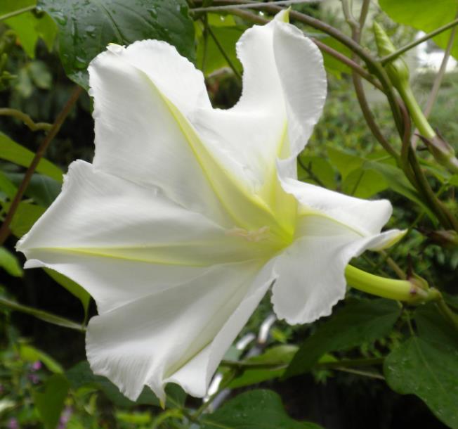 Ipomoea alba - Trepadeira Dama da noite, Ipomoea alba, Videira da lua - Imagem 8