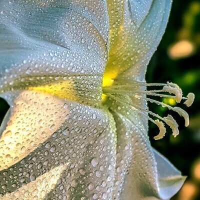 Ipomoea alba - Trepadeira Dama da noite, Ipomoea alba, Videira da lua