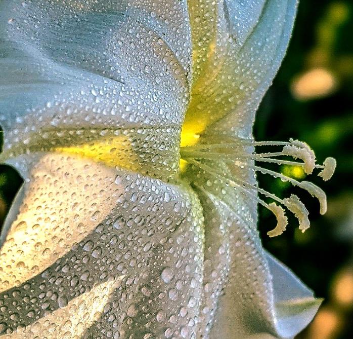 Ipomoea alba - Trepadeira Dama da noite, Ipomoea alba, Videira da lua