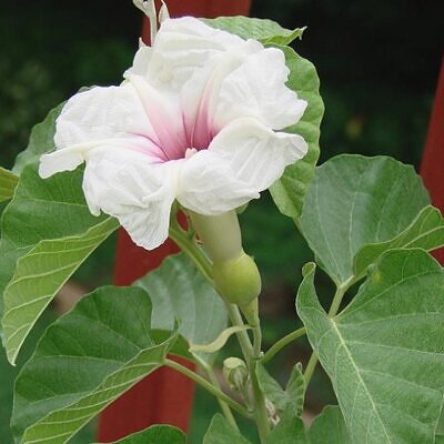 Ipomoea albivenia - (Ipomoea caudiciform), Algodão selvagem, Ipomoea wild cotton