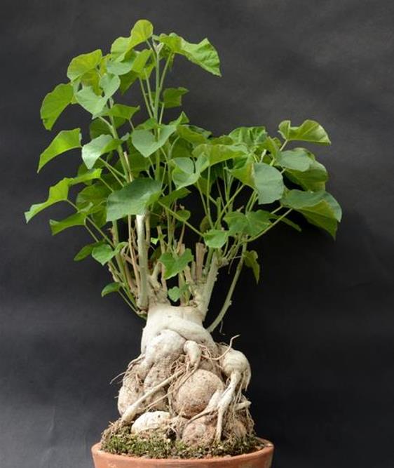 Ipomoea albivenia - (Ipomoea caudiciform), Algodão selvagem, Ipomoea wild cotton - Imagem 3