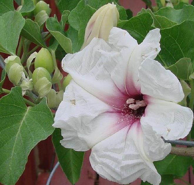 Ipomoea albivenia - (Ipomoea caudiciform), Algodão selvagem, Ipomoea wild cotton - Imagem 7