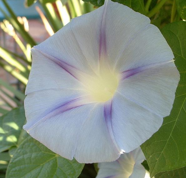 Ipomoea milky way Via láctea - Trepadeira Glória da manhã Via láctea, Ipomoea Via láctea, Ipomoea milky way - Imagem 2