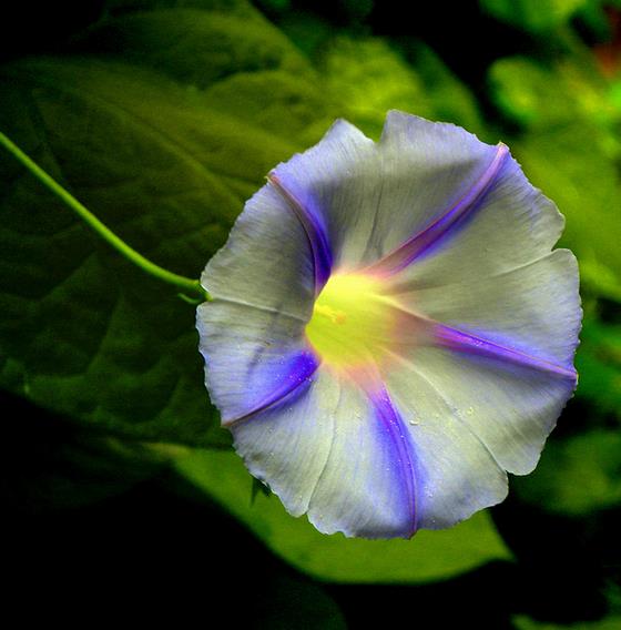 Ipomoea milky way Via láctea - Trepadeira Glória da manhã Via láctea, Ipomoea Via láctea, Ipomoea milky way - Imagem 4