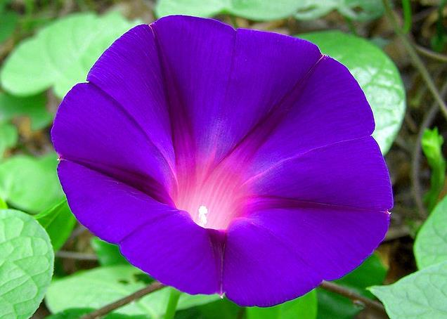 Ipomoea purpurea - Trepadeira Glória da manhã, Morning glory, Corda de viola, Campainha - Imagem 2