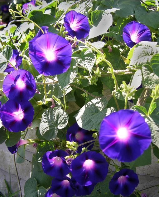 Ipomoea purpurea - Trepadeira Glória da manhã, Morning glory, Corda de viola, Campainha - Imagem 3