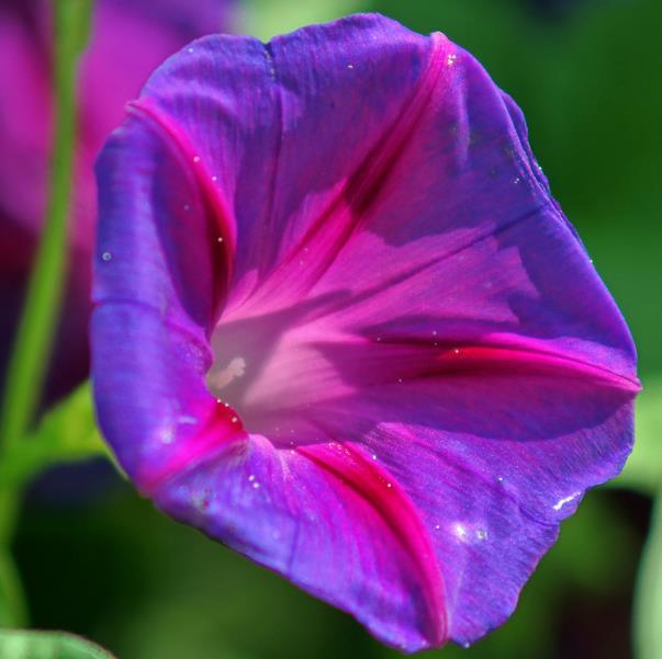 Ipomoea purpurea - Trepadeira Glória da manhã, Morning glory, Corda de viola, Campainha - Imagem 4