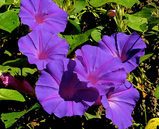 Ipomoea purpurea - Trepadeira Glória da manhã, Morning glory, Corda de viola, Campainha - Imagem 5