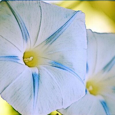 Ipomoea tricolor Blue star - Trepadeira Glória da manhã Estrela azul, Corda de viola, Campainha, Corriola