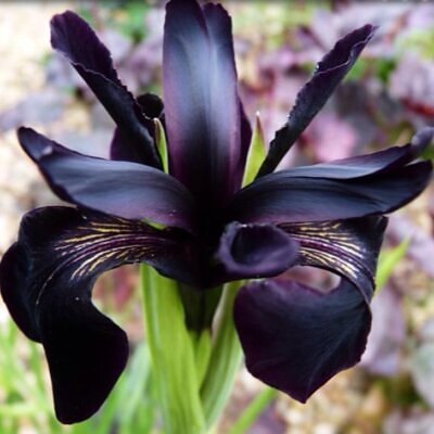 Iris chrysographes - Íris Negra, Íris Cavaleiro Negro, Íris Crisógrafos