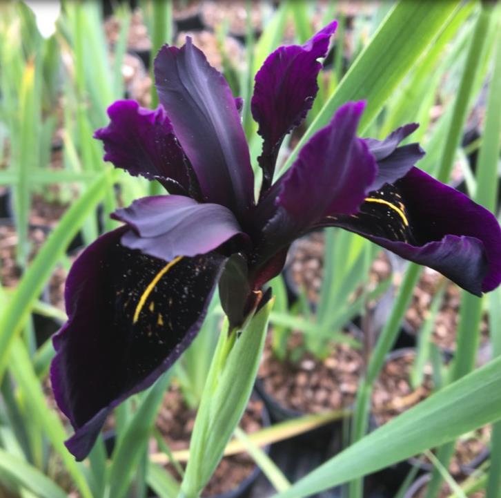 Iris chrysographes - Íris Negra, Íris Cavaleiro Negro, Íris Crisógrafos - Imagem 2