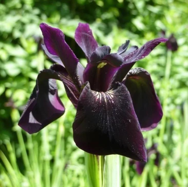 Iris chrysographes - Íris Negra, Íris Cavaleiro Negro, Íris Crisógrafos - Imagem 3