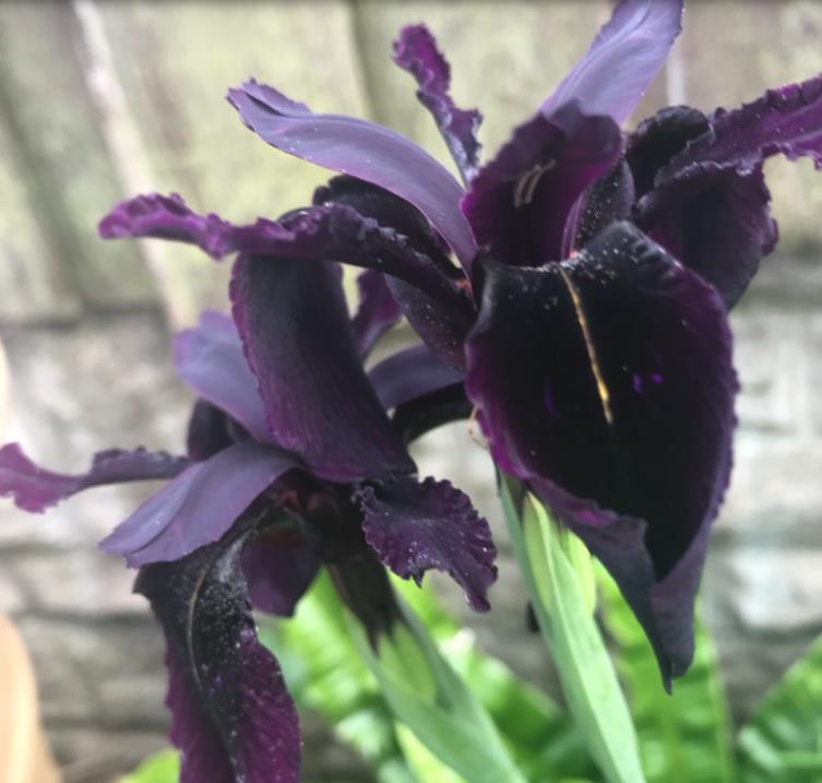 Iris chrysographes - Íris Negra, Íris Cavaleiro Negro, Íris Crisógrafos - Imagem 4