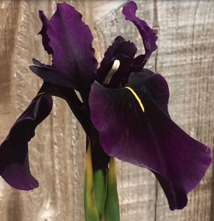Iris chrysographes - Íris Negra, Íris Cavaleiro Negro, Íris Crisógrafos - Imagem 5