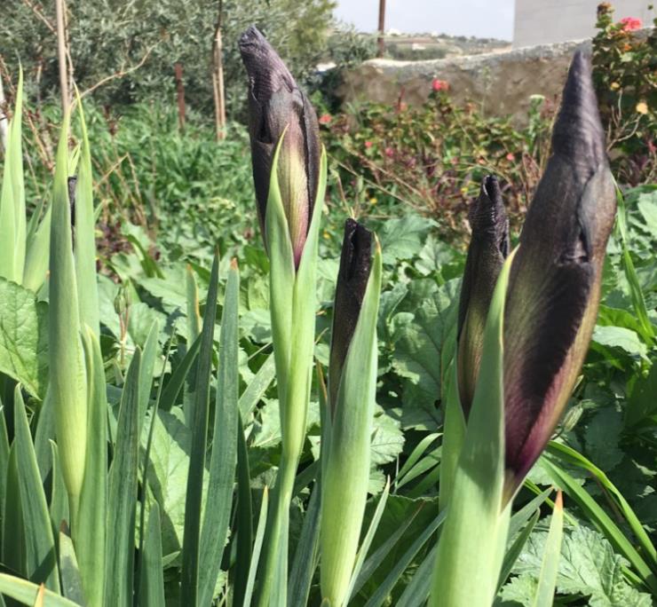 Iris chrysographes - Íris Negra, Íris Cavaleiro Negro, Íris Crisógrafos - Imagem 6