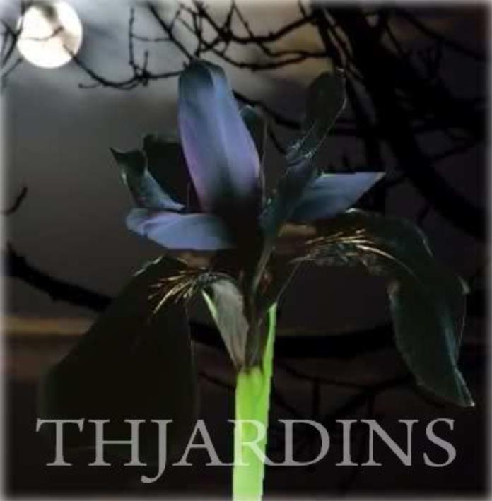 Iris chrysographes - Íris Negra, Íris Cavaleiro Negro, Íris Crisógrafos - Imagem 8