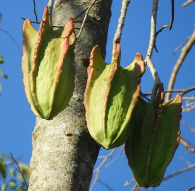 Jacaratia mexicana 'Maroon' - Nome comum: Jacaratia Mexicana, Mamão Papaya Mexicano, Jacarácia, Mamão B - Imagem 2