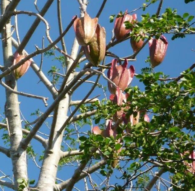 Jacaratia mexicana 'Maroon' - Nome comum: Jacaratia Mexicana, Mamão Papaya Mexicano, Jacarácia, Mamão B - Imagem 3