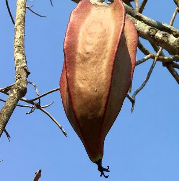 Jacaratia mexicana 'Maroon' - Nome comum: Jacaratia Mexicana, Mamão Papaya Mexicano, Jacarácia, Mamão B - Imagem 4