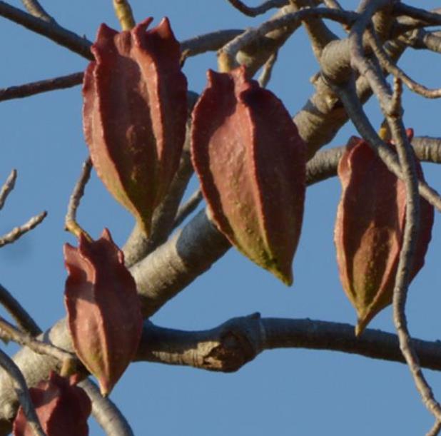 Jacaratia mexicana 'Maroon' - Nome comum: Jacaratia Mexicana, Mamão Papaya Mexicano, Jacarácia, Mamão B - Imagem 6