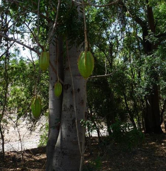Jacaratia mexicana 'Maroon' - Nome comum: Jacaratia Mexicana, Mamão Papaya Mexicano, Jacarácia, Mamão B - Imagem 8