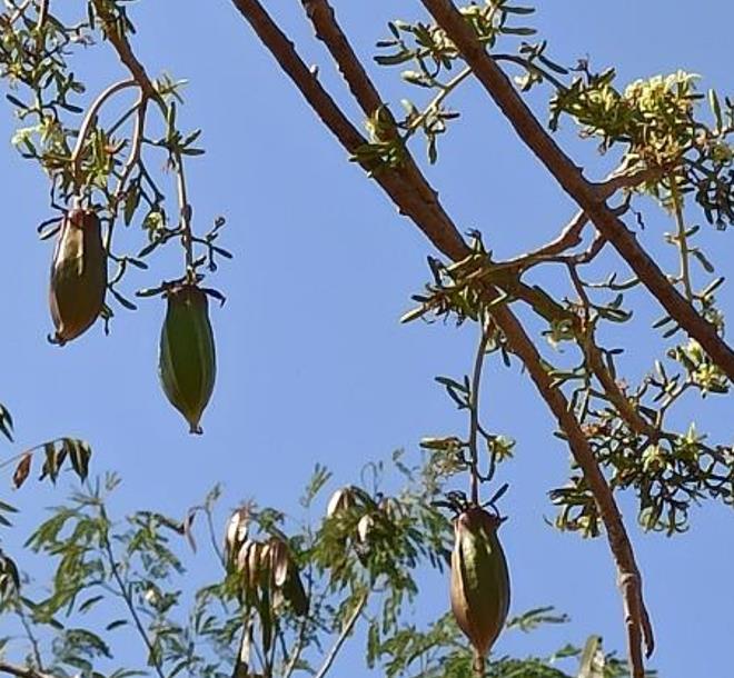 Jacaratia mexicana 'Maroon' - Nome comum: Jacaratia Mexicana, Mamão Papaya Mexicano, Jacarácia, Mamão B - Imagem 10
