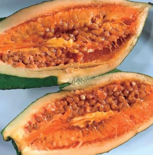 Jacaratia mexicana 'Maroon' - Nome comum: Jacaratia Mexicana, Mamão Papaya Mexicano, Jacarácia, Mamão B - Imagem 11