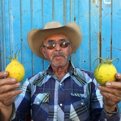 Jarilla caudata - Mamão caudata, Mamão de Coroa, Carica caudata, Jarilla