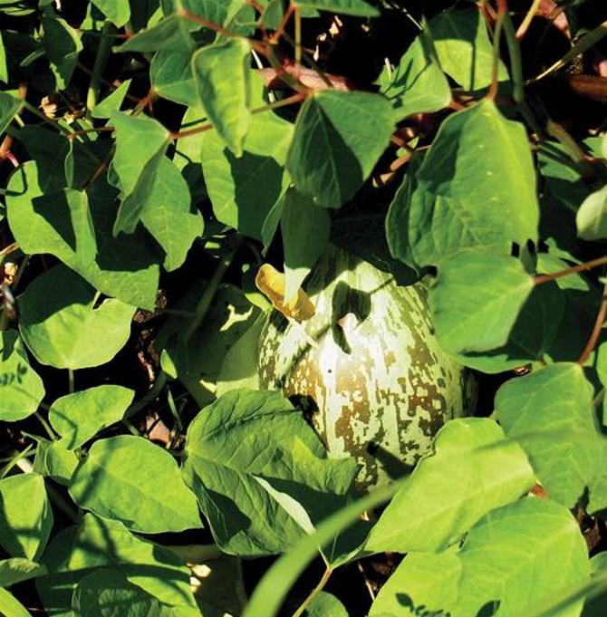 Jarilla caudata - Mamão caudata, Mamão de Coroa, Carica caudata, Jarilla - Imagem 2