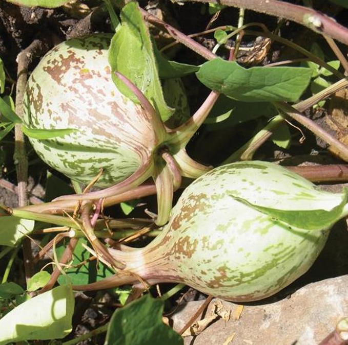 Jarilla caudata - Mamão caudata, Mamão de Coroa, Carica caudata, Jarilla - Imagem 3