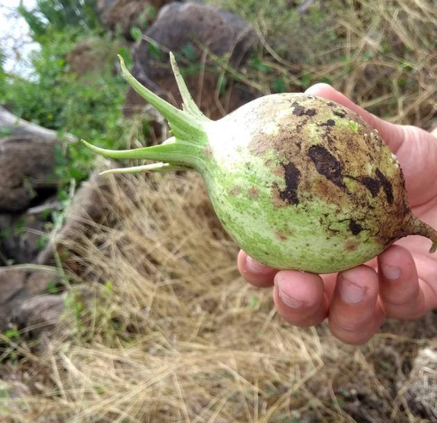 Jarilla caudata - Mamão caudata, Mamão de Coroa, Carica caudata, Jarilla - Imagem 4