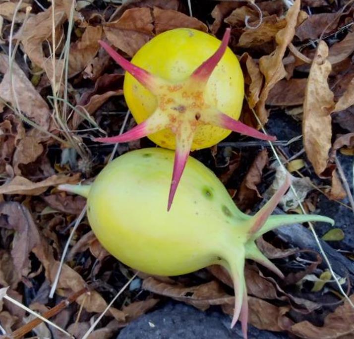Jarilla caudata - Mamão caudata, Mamão de Coroa, Carica caudata, Jarilla - Imagem 5
