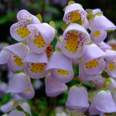 Jovellana punctata - Flor Xícara de Chá, Cálice dos Anjos, Copo de Chá, Capachito, Teacup