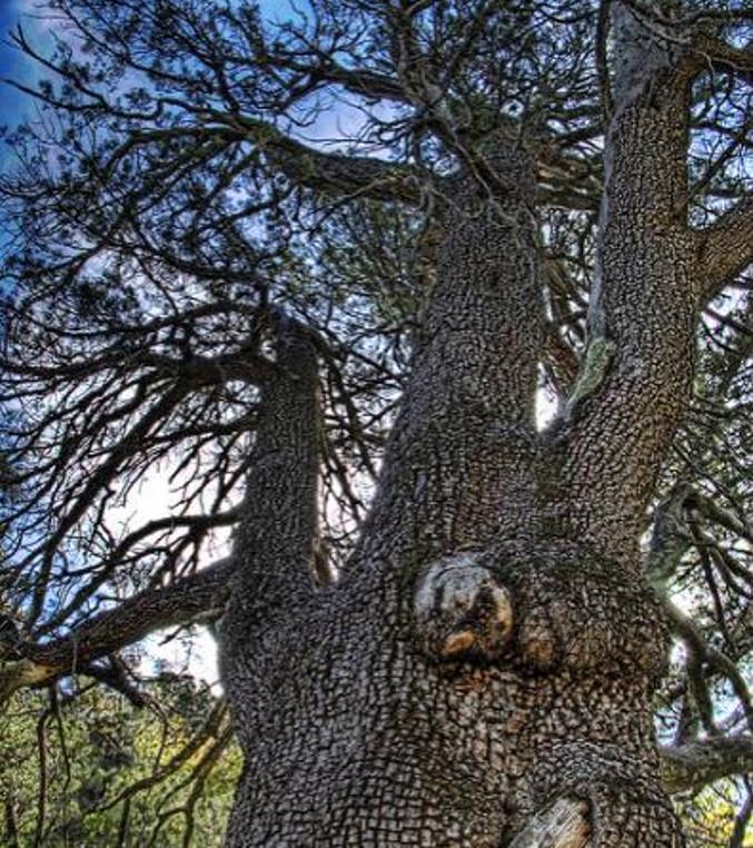 Juniperus deppeana Pachyphloea (Juniperus pachyphloea) - Zimbro do Jararé, Junípero Alligator, Alligator Juniper, Sweet-Fruited Juniper - Imagem 2