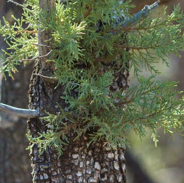 Juniperus deppeana Pachyphloea (Juniperus pachyphloea) - Zimbro do Jararé, Junípero Alligator, Alligator Juniper, Sweet-Fruited Juniper - Imagem 5