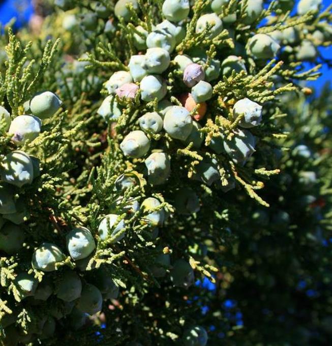 Juniperus deppeana Pachyphloea (Juniperus pachyphloea) - Zimbro do Jararé, Junípero Alligator, Alligator Juniper, Sweet-Fruited Juniper - Imagem 7
