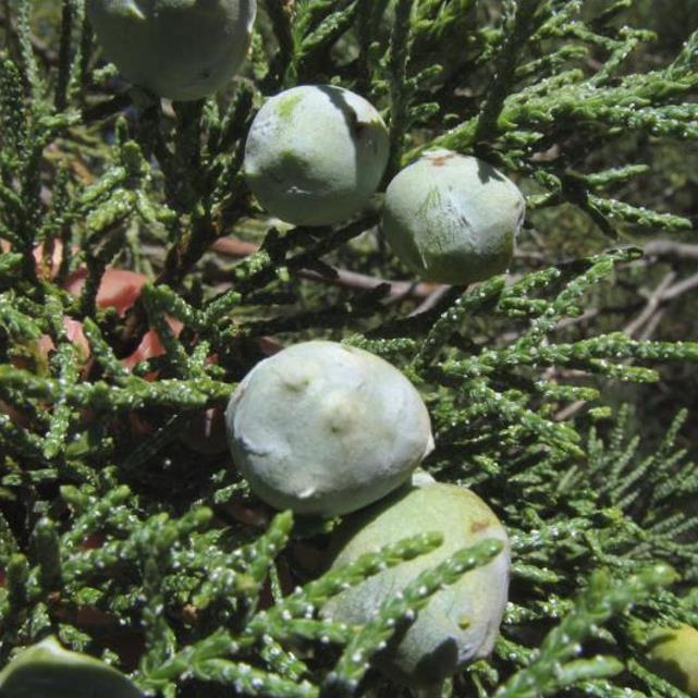 Juniperus deppeana Pachyphloea (Juniperus pachyphloea) - Zimbro do Jararé, Junípero Alligator, Alligator Juniper, Sweet-Fruited Juniper - Imagem 9