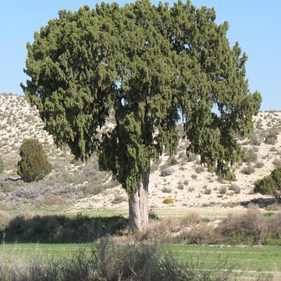 Juniperus thurifera - Zimbro Espanhol, Cedro da Espanha, Junipero Espanhol, Sabina Albar
