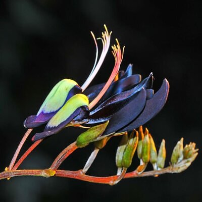 Kennedia nigricans - Trepadeira Pássaro Negro - Black Coral Pea