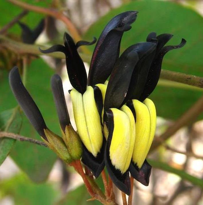 Kennedia nigricans - Trepadeira Pássaro Negro - Black Coral Pea - Imagem 2