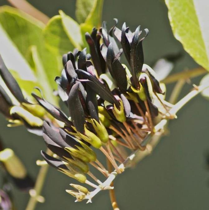 Kennedia nigricans - Trepadeira Pássaro Negro - Black Coral Pea - Imagem 3