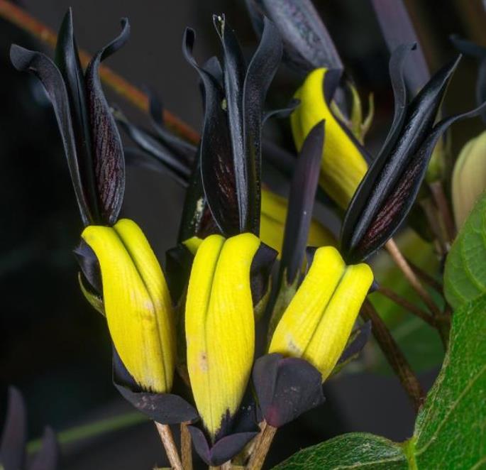Kennedia nigricans - Trepadeira Pássaro Negro - Black Coral Pea - Imagem 4